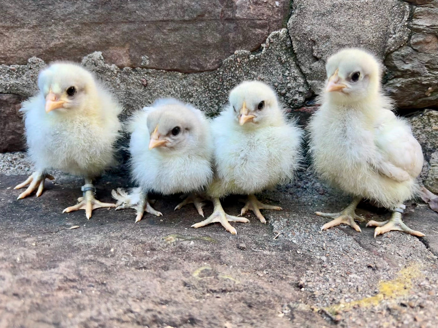 Olive Hatching Eggs