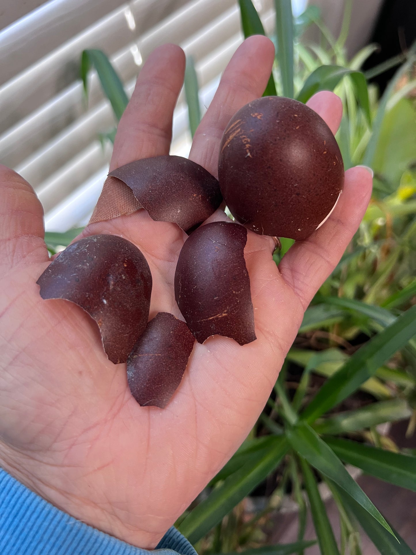 Black Copper Marans Hatching Eggs