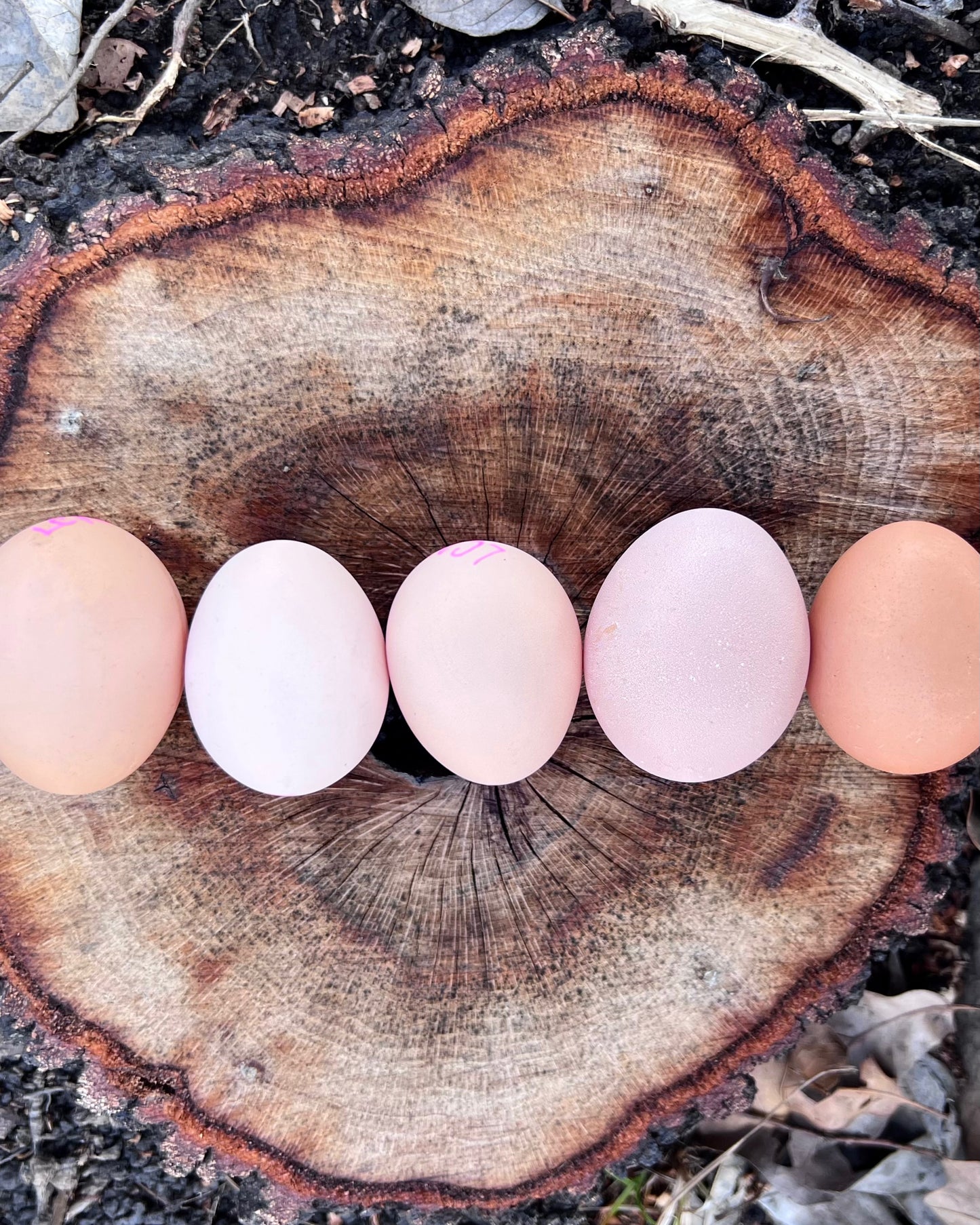 Lemon Cuckoo Niederrheiner Hatching Eggs