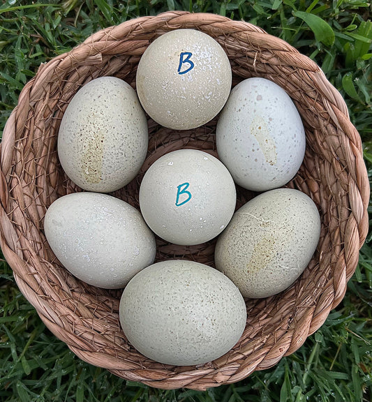Bianca Splash Olive Hatching Eggs