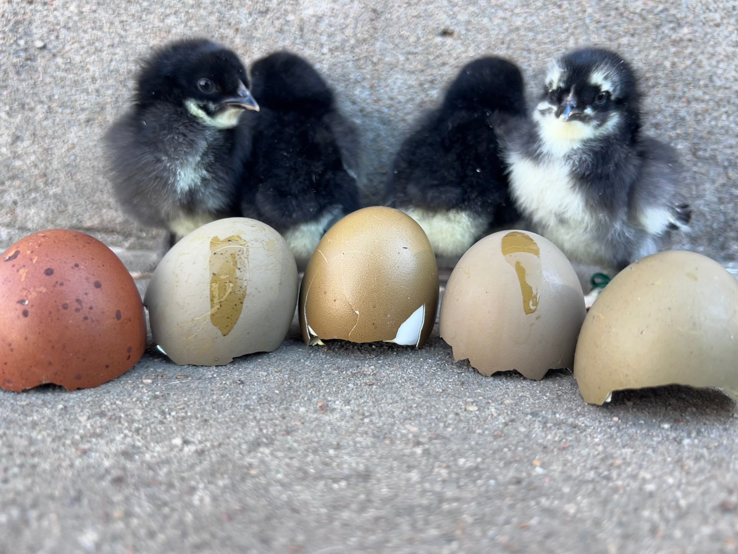 Olive Chicks