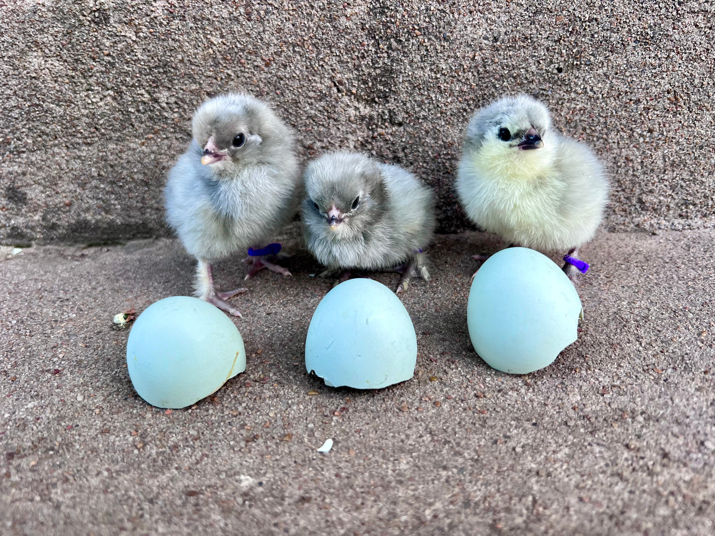 Create Your Own Half or Whole Dozen