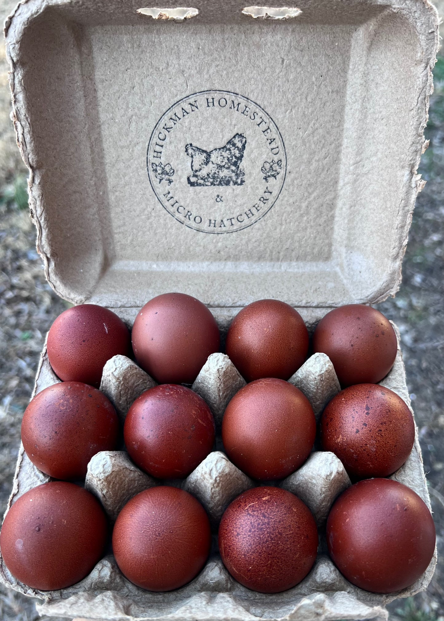Black Copper Marans Hatching Eggs