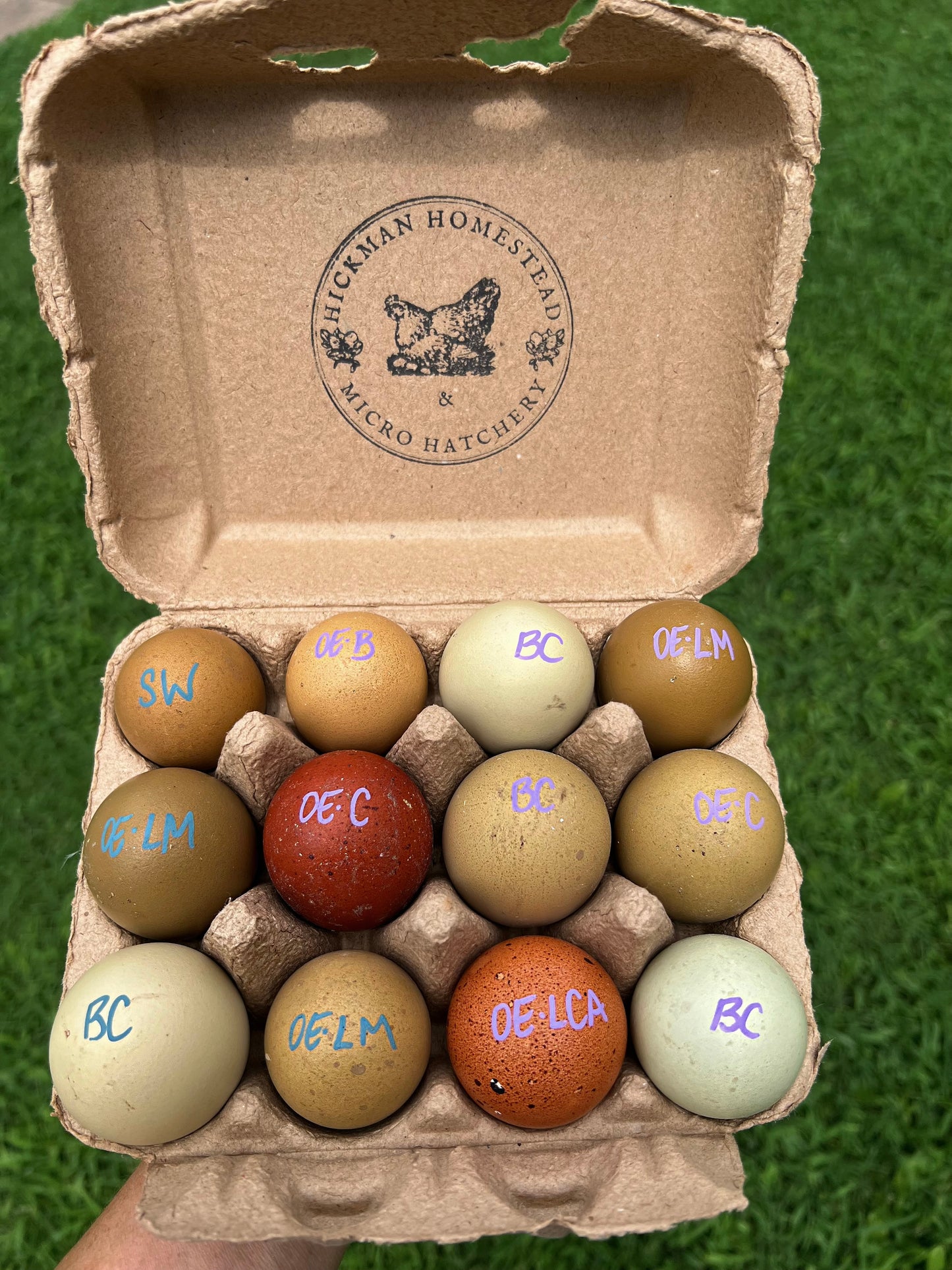 Olive Hatching Eggs