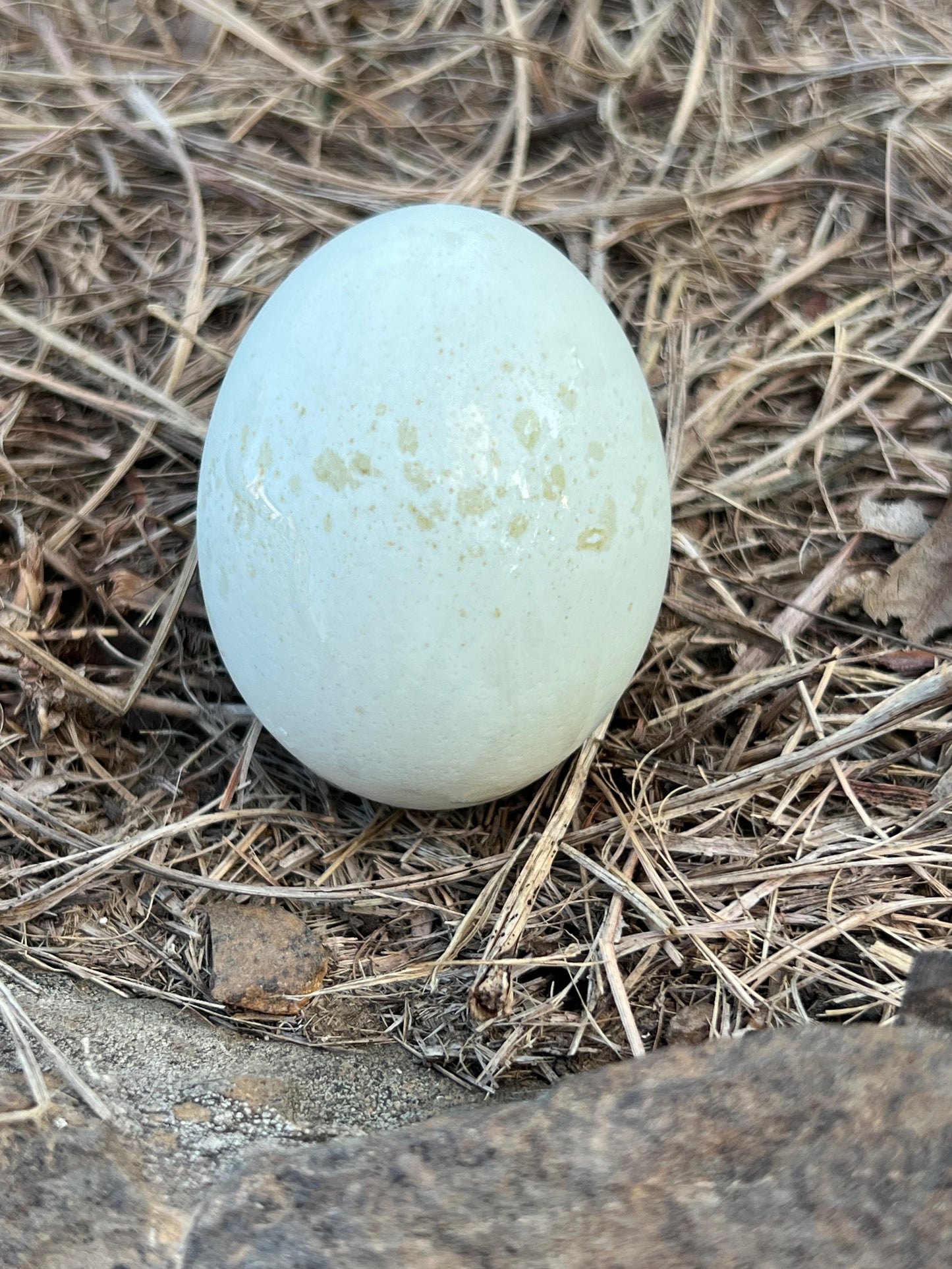 Silverudd Hatching Eggs