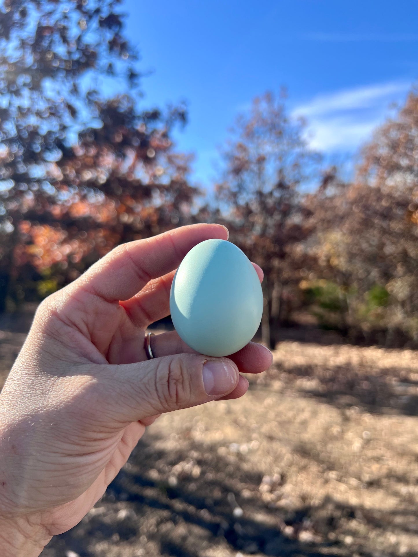 SURPRISE Rainbow 🌈 Chicks