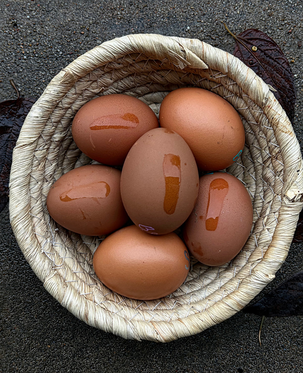 Black Silver Marans Chicks