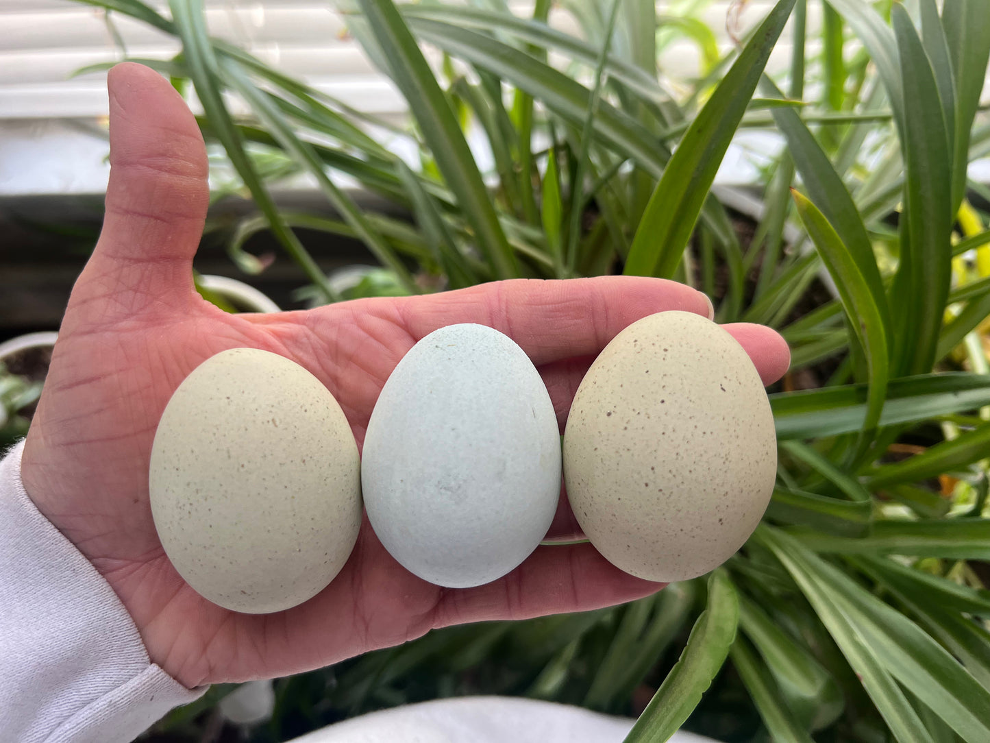 Silverudd Blues Hatching Eggs