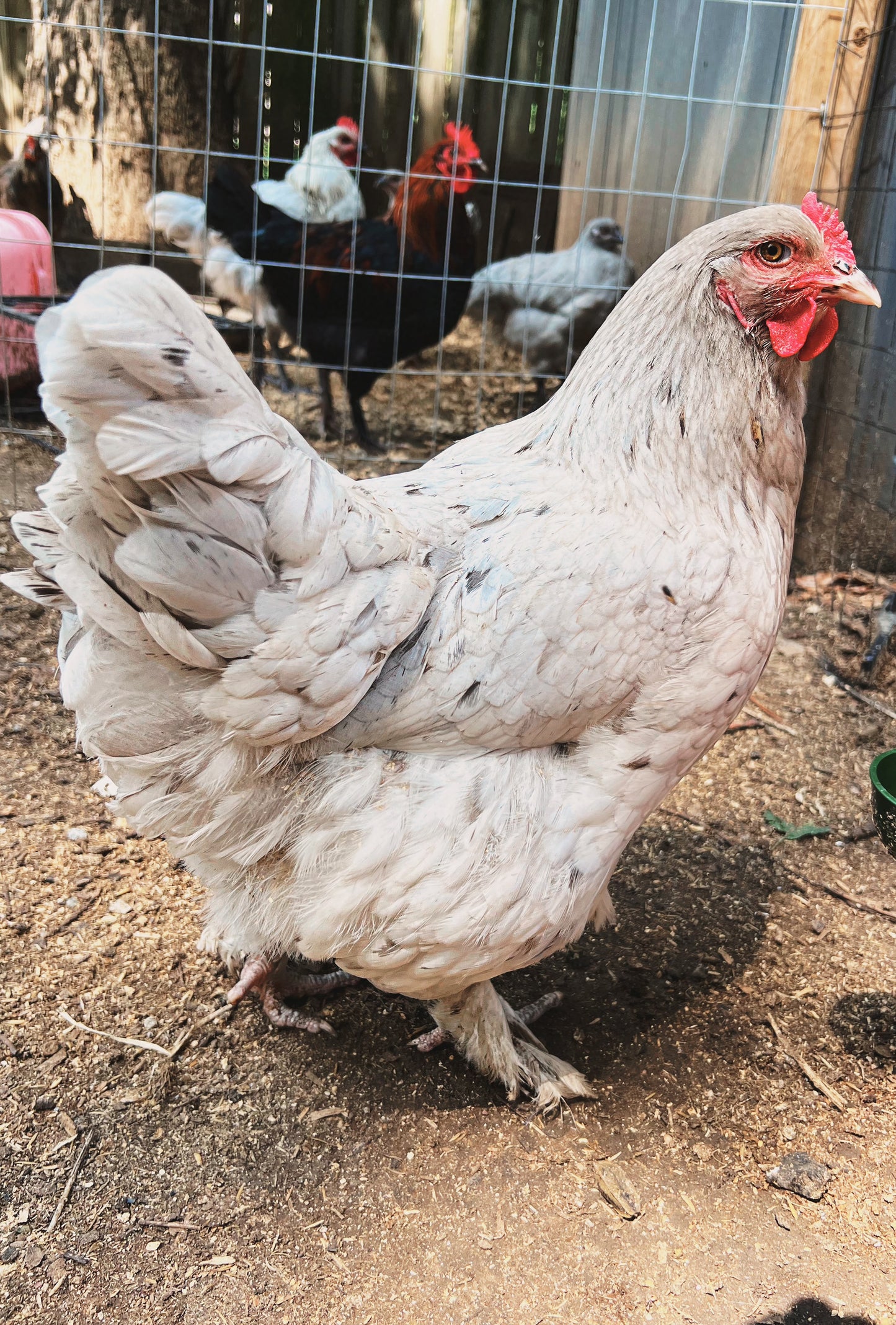 Bianca Chicks