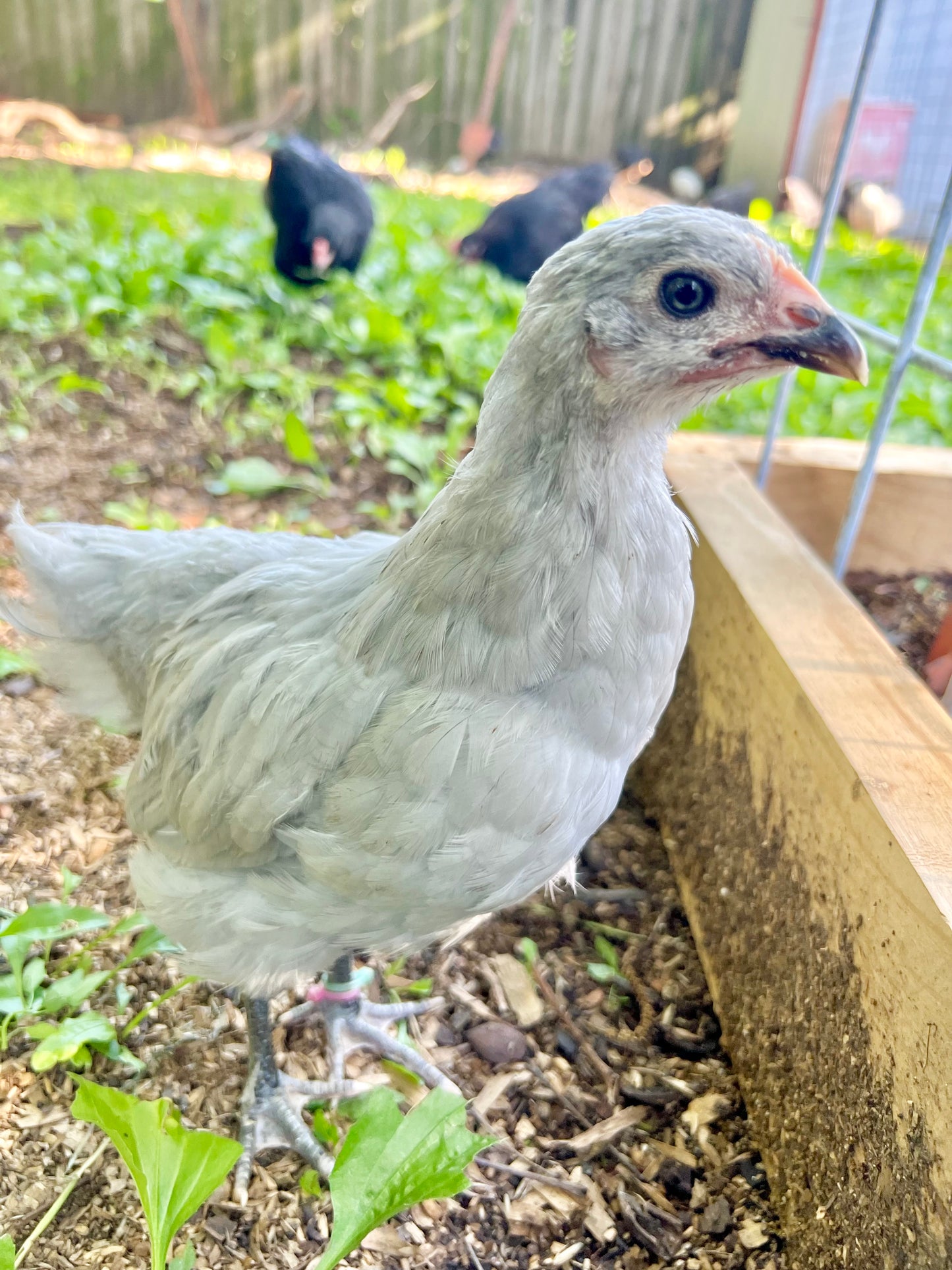 Lavender Birchen Marans Hatching Eggs