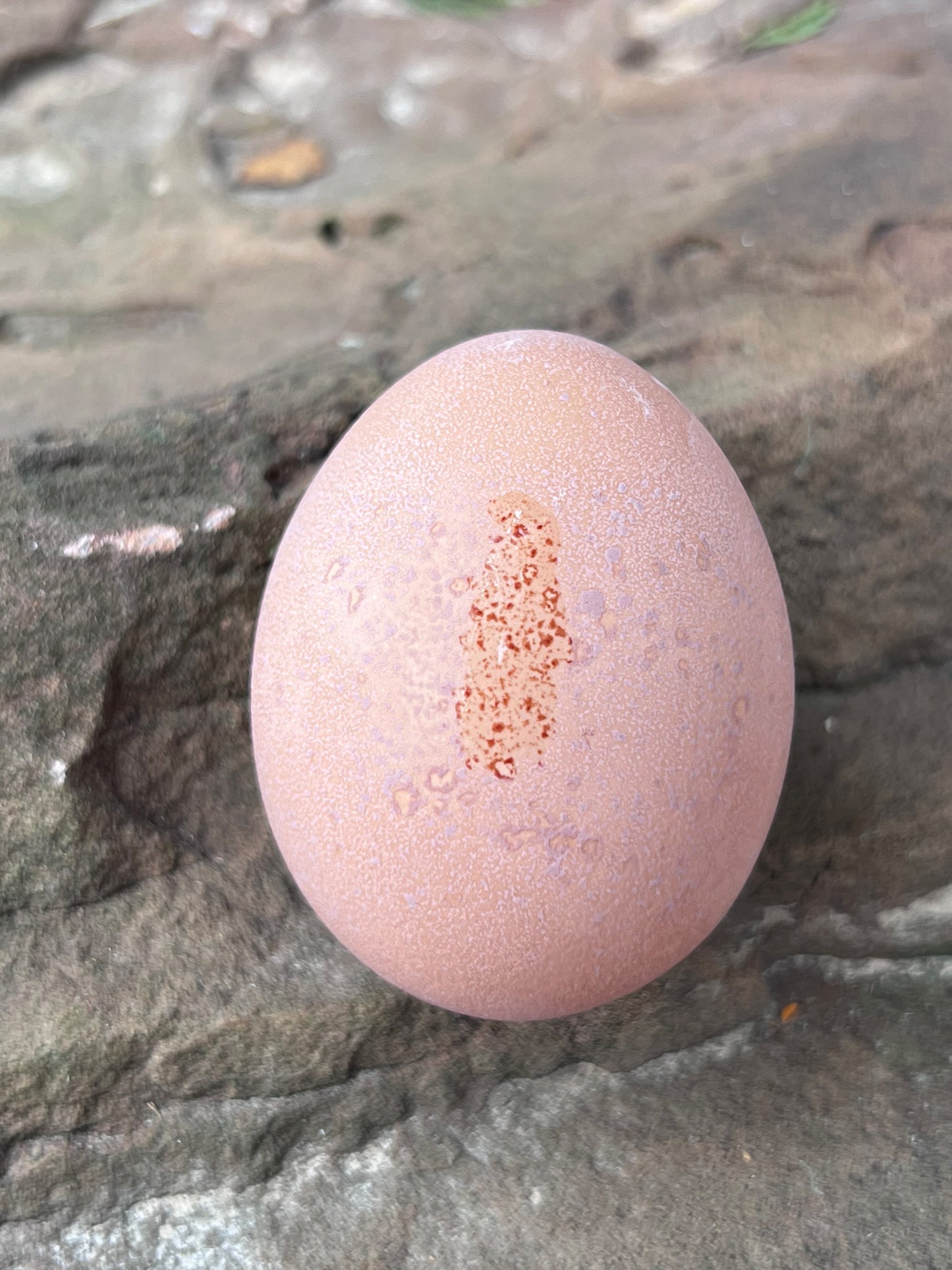 Lemon Cuckoo Niederrheiner Hatching Eggs