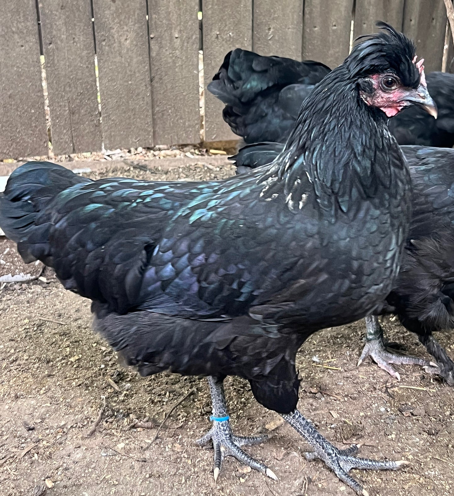 F3+ Hatching Eggs