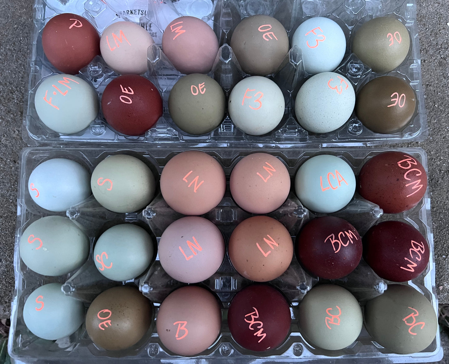 SURPRISE Rainbow 🌈 Hatching Eggs