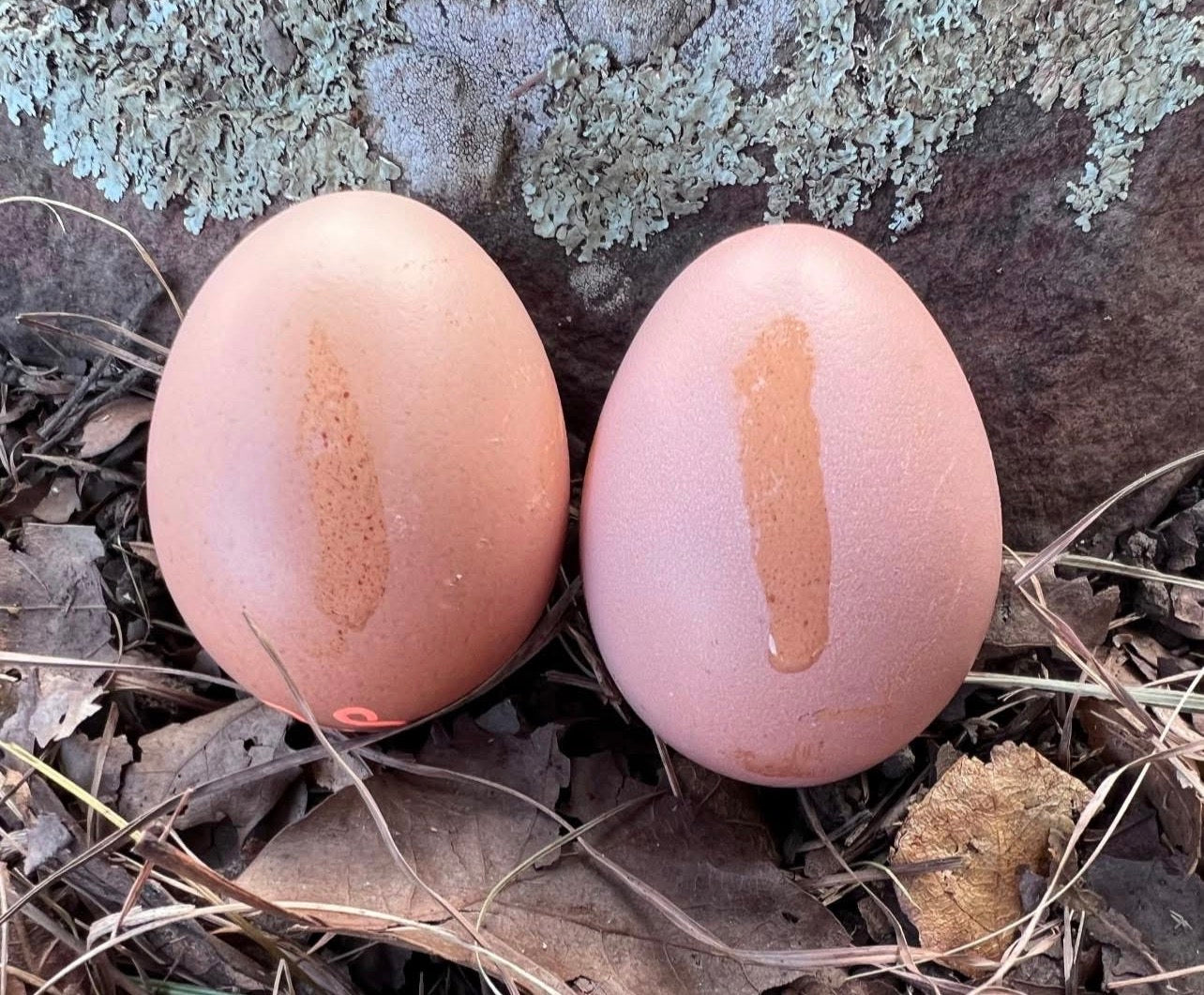 Bianca~ The Original Hatching Eggs