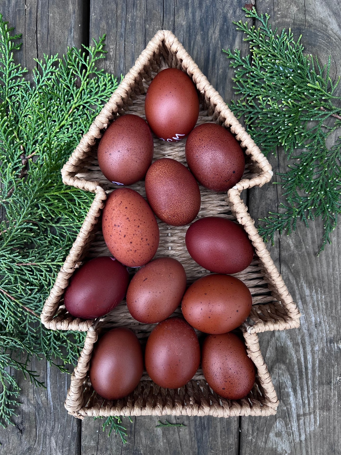 Black Copper Marans Hatching Eggs