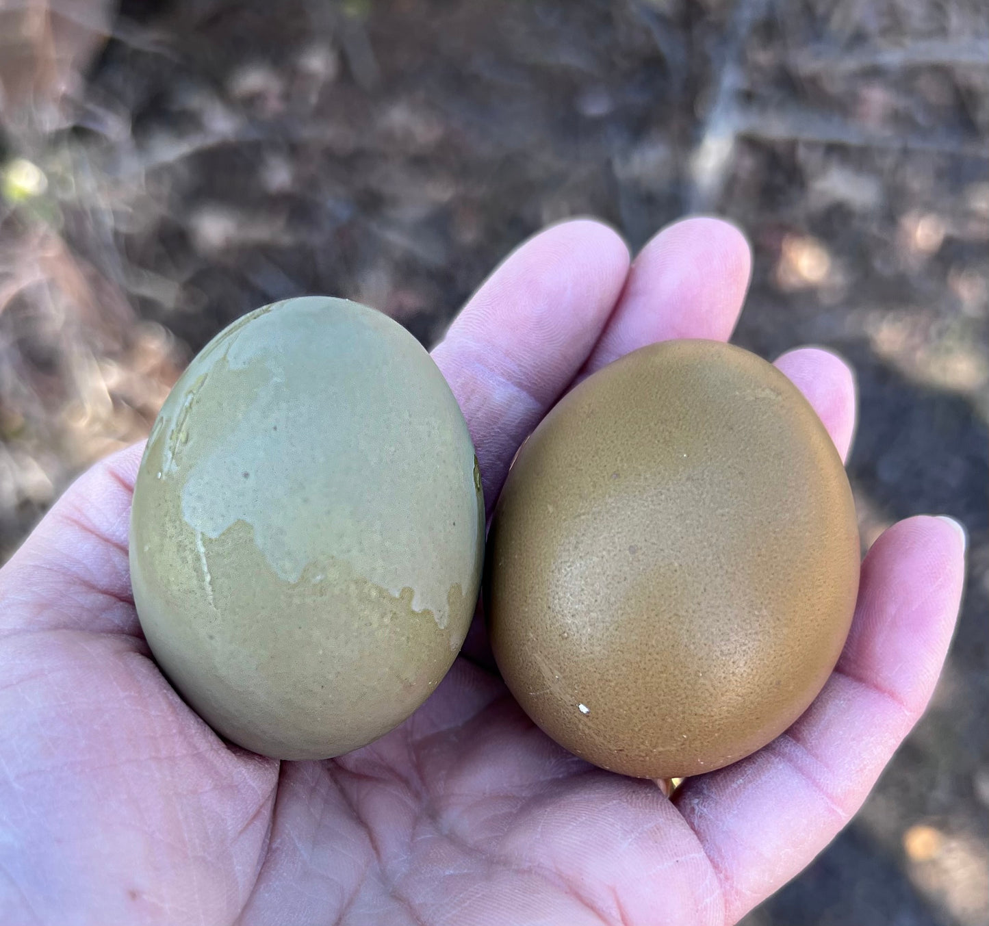 Olive Hatching Eggs