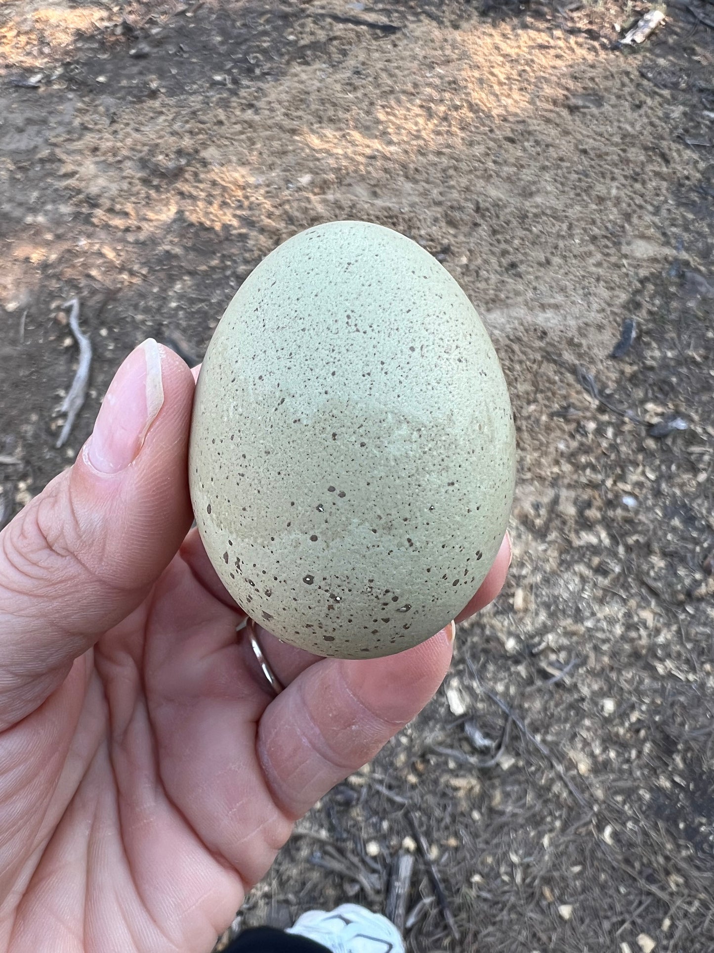 Silverudd Hatching Eggs