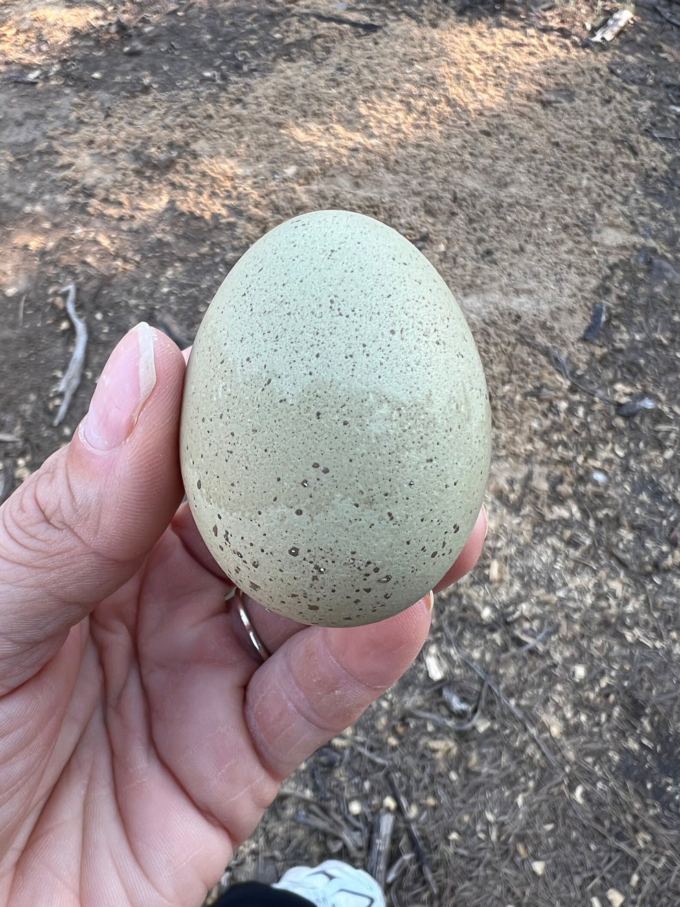 Silverudd Hatching Eggs – Hickman Homestead & Micro Hatchery