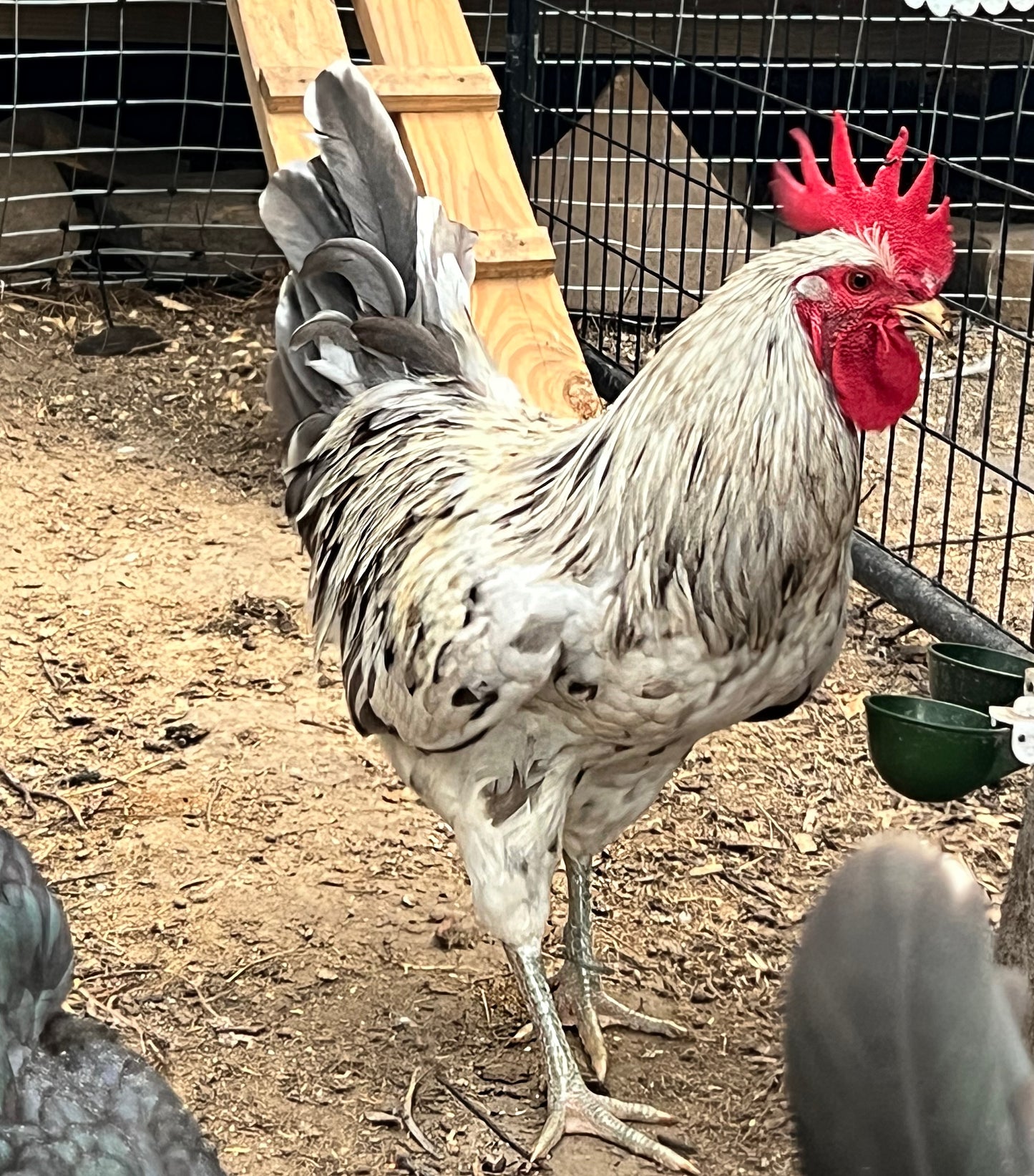 Silverudd Hatching Eggs