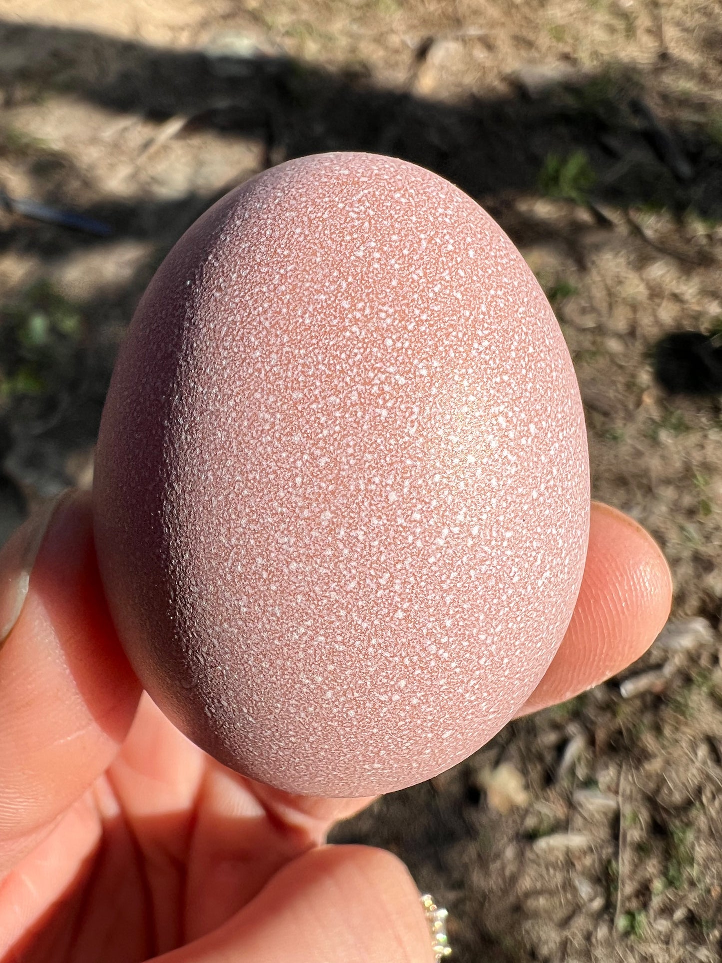 Lavender Birchen Marans Hatching Eggs