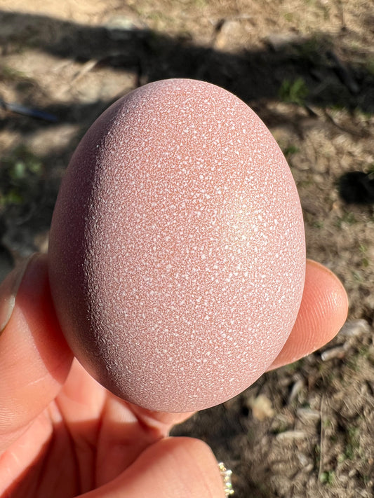 Lavender Birchen Marans Hatching Eggs