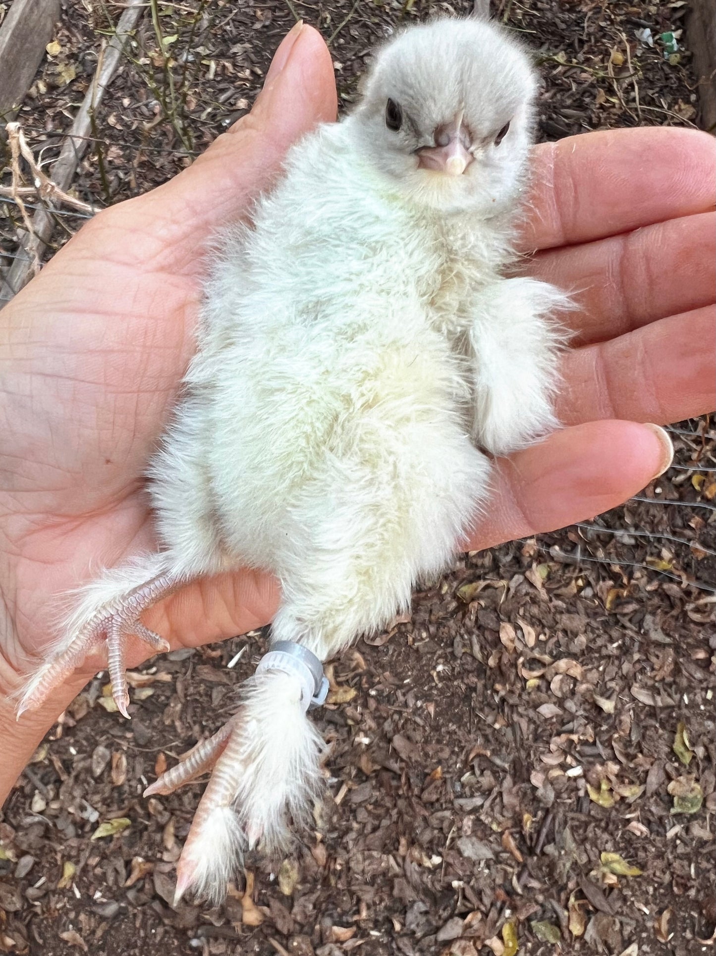 Bianca Chicks
