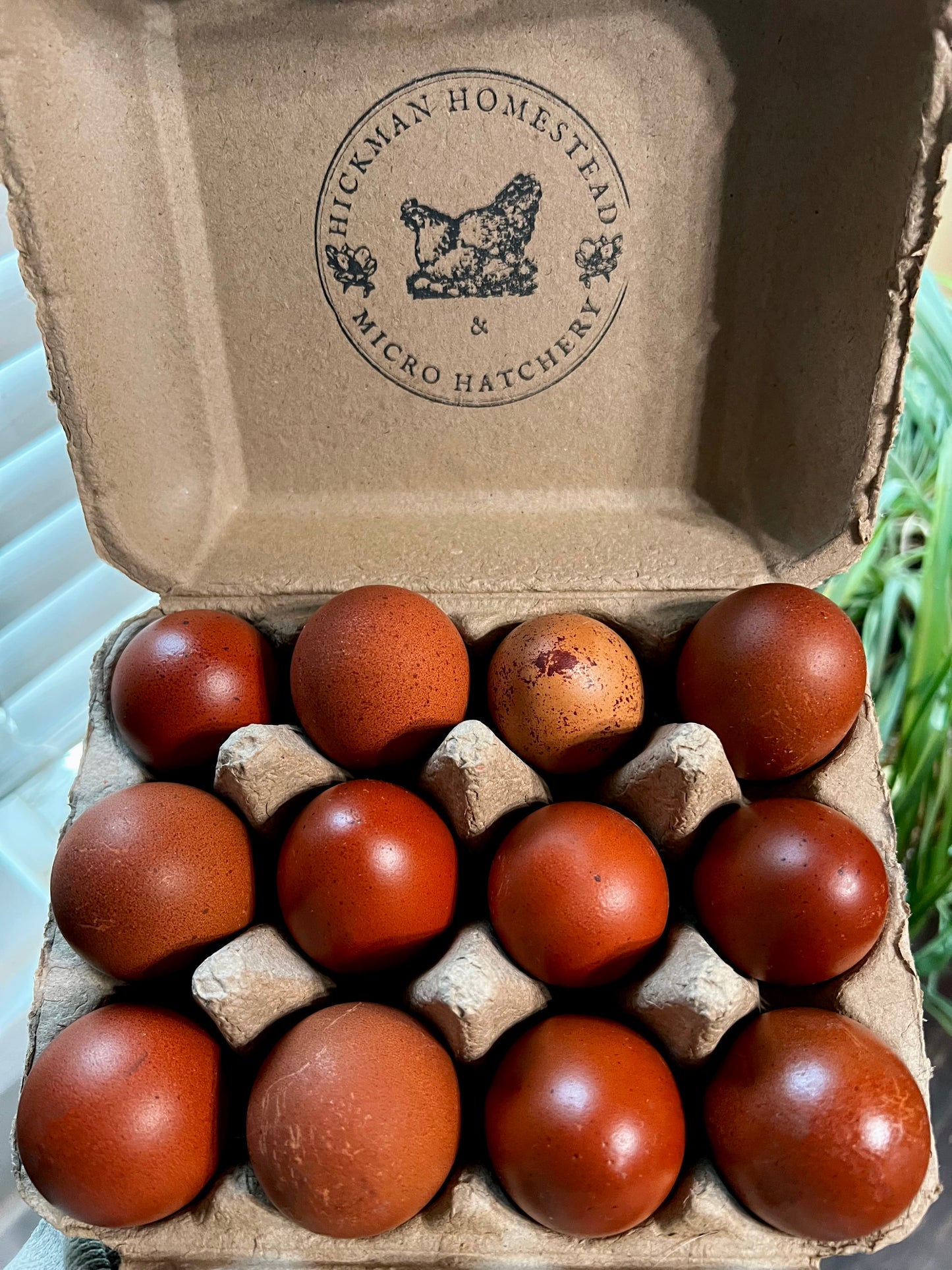 Black Copper Marans Hatching Eggs