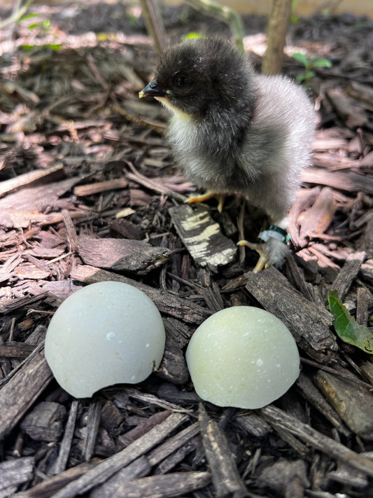 Silver Cream Chicks