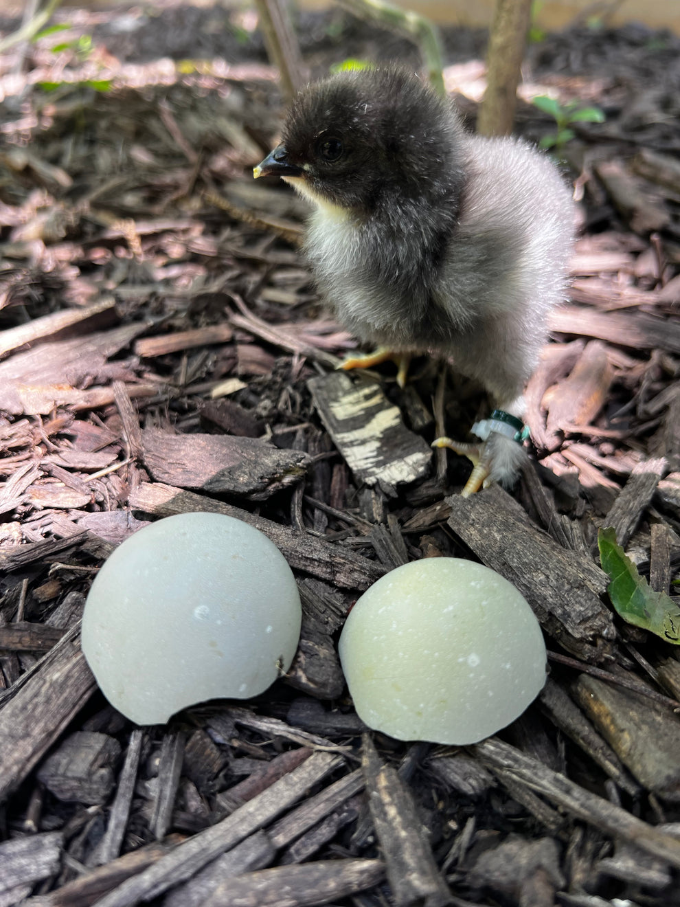 F3+ Chicks – Hickman Homestead & Micro Hatchery