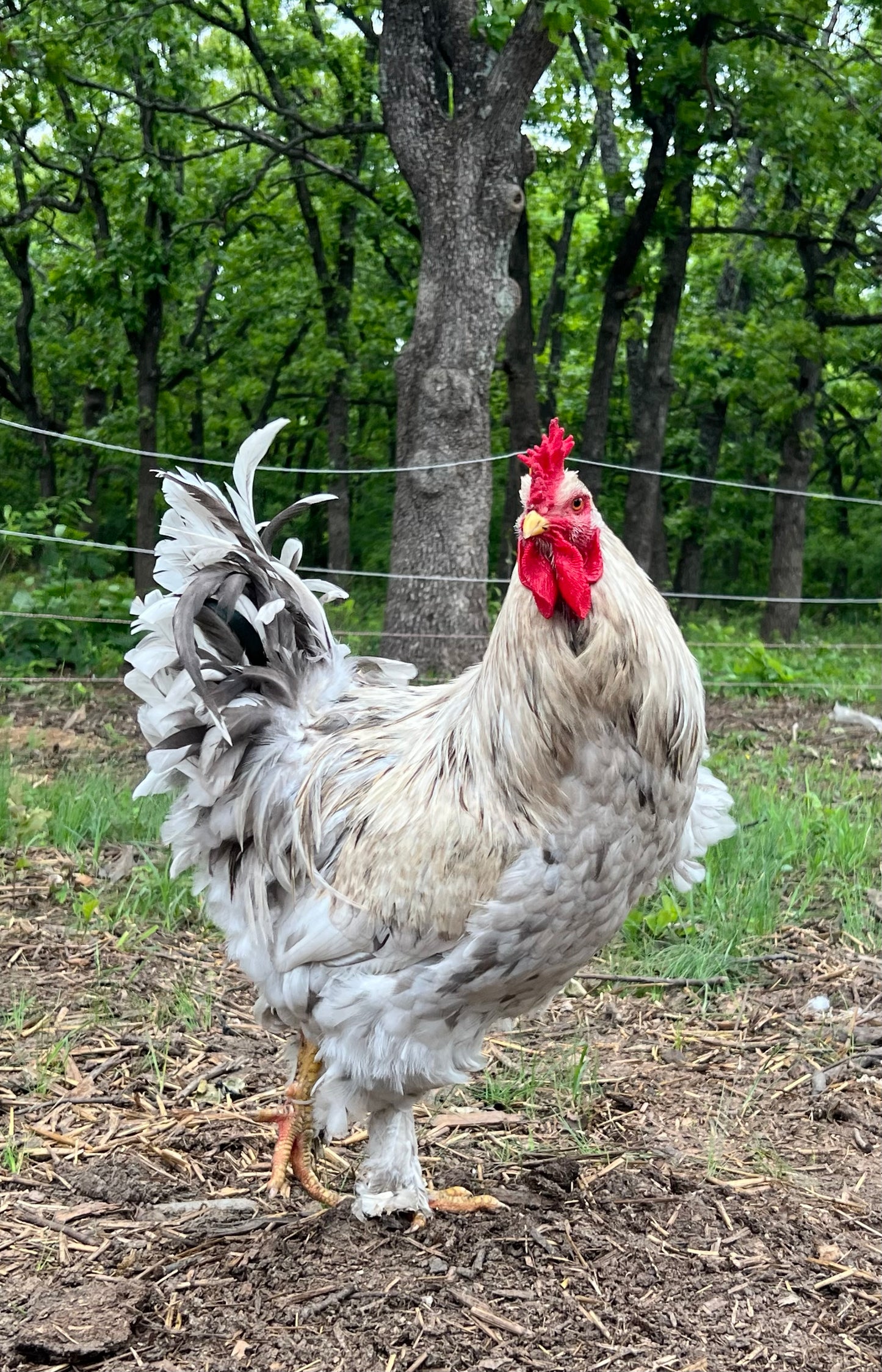 Bianca Chicks