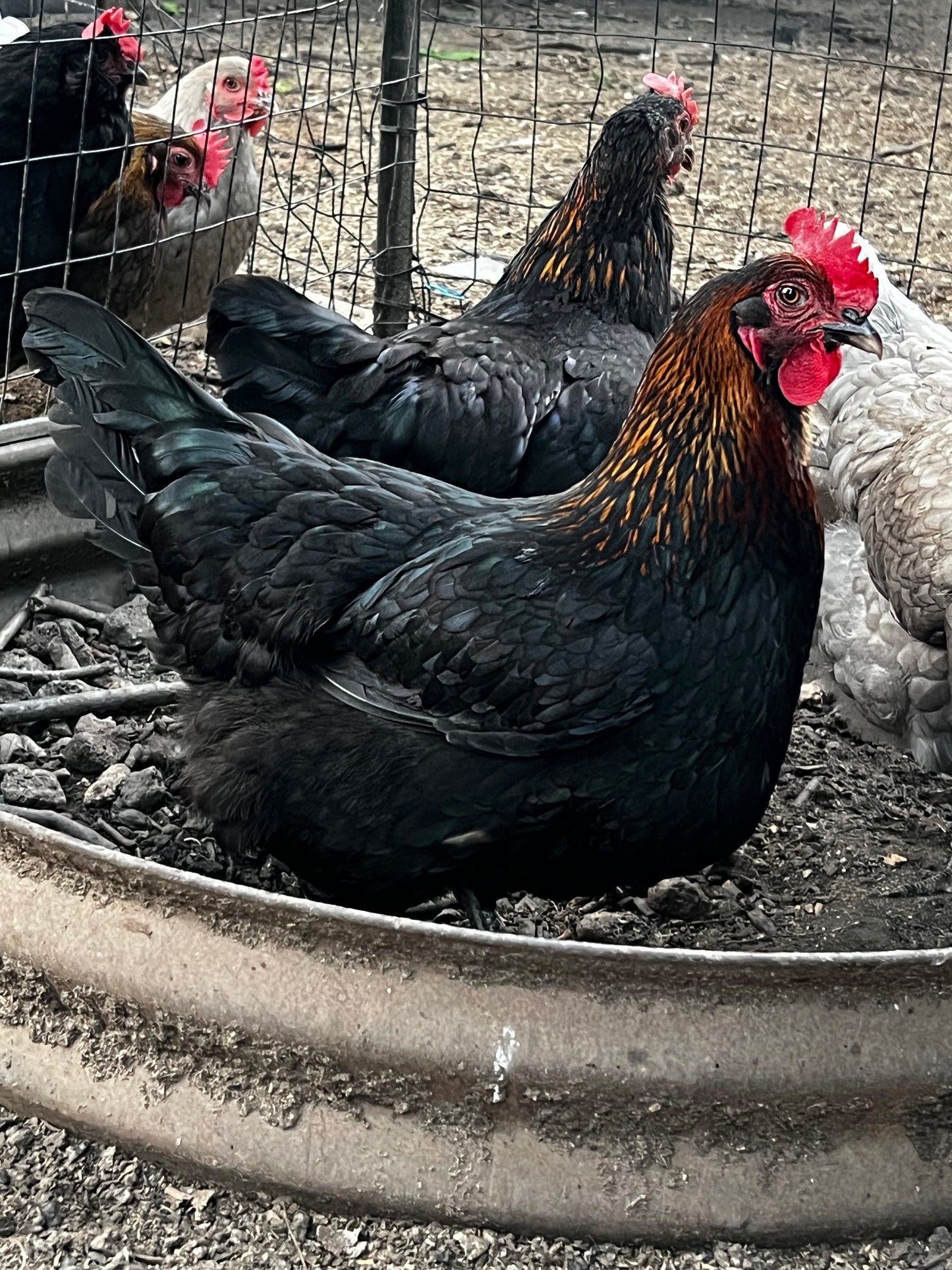 Black Copper Marans Chicks