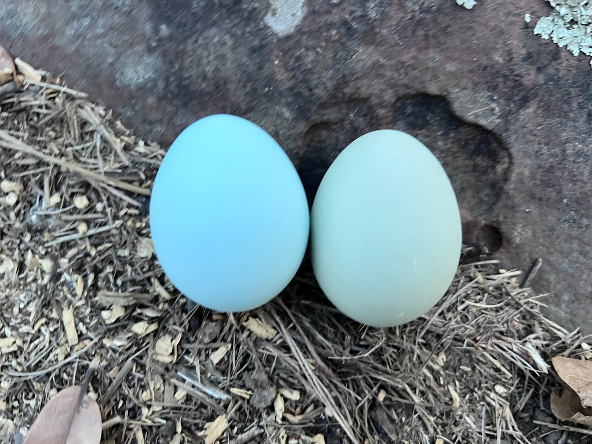 Schijndelaar Hatching Eggs – Hickman Homestead & Micro Hatchery