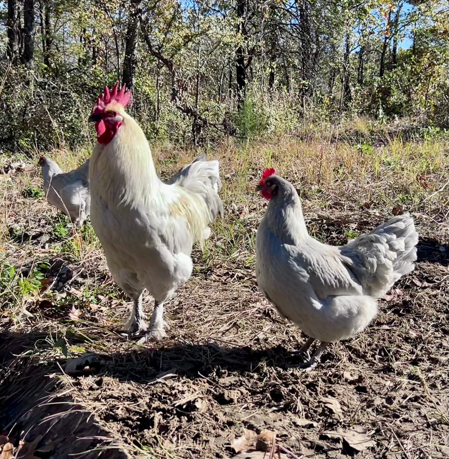 Lavender Birchen Maran Chicks