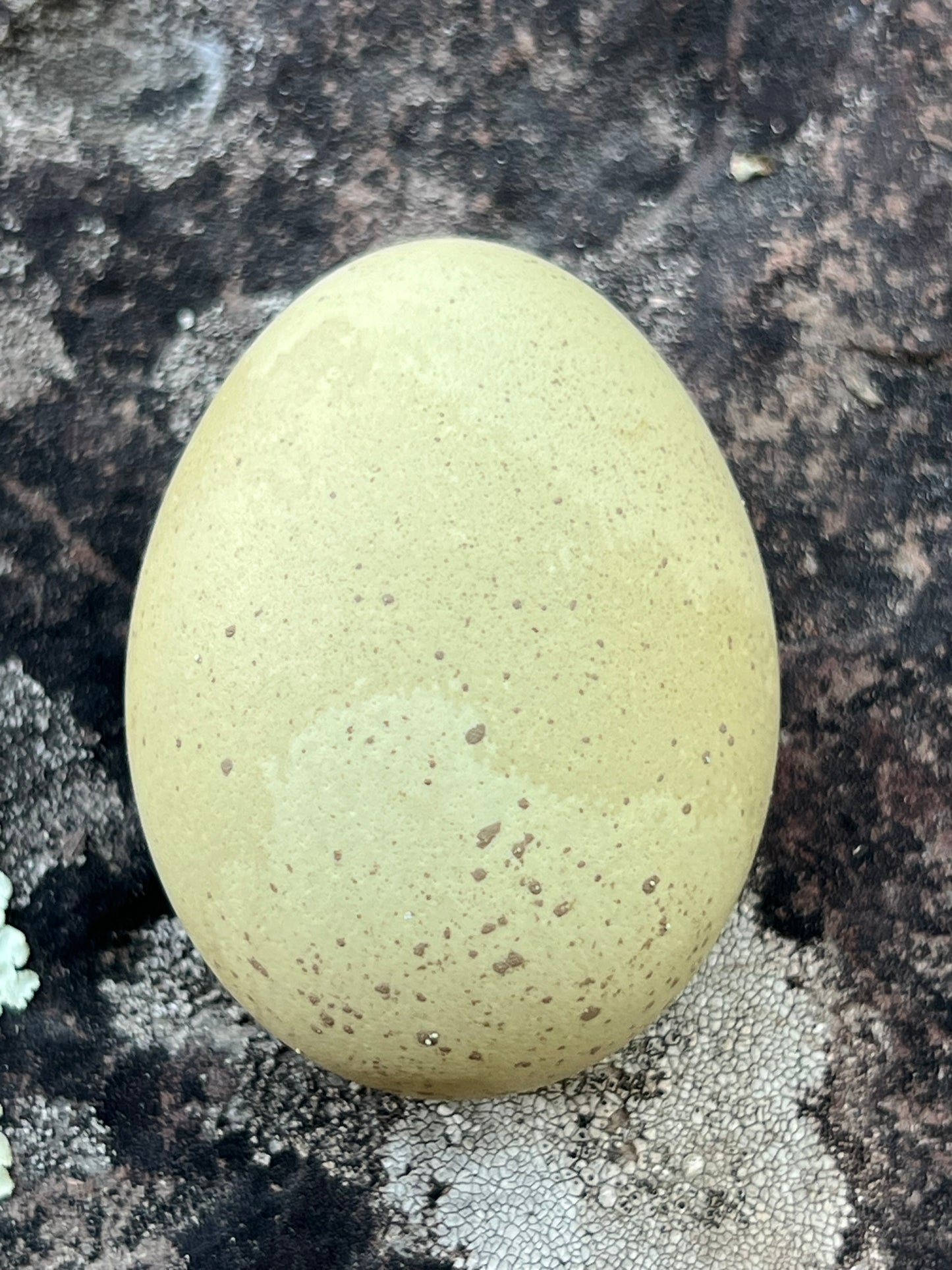 Silverudd Hatching Eggs