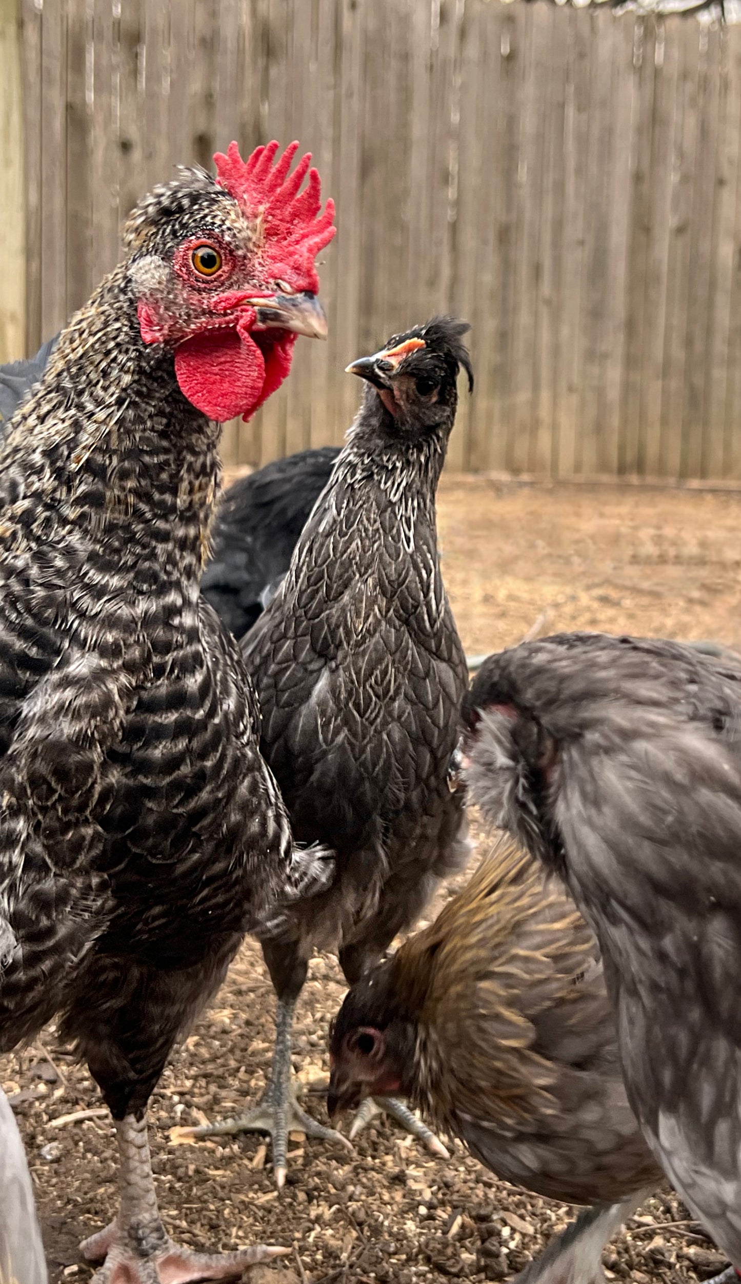 Silver Cream Hatching Eggs