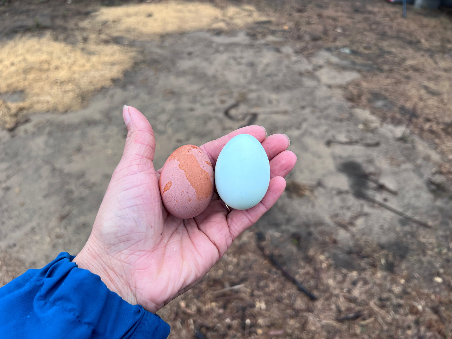 Lavender Cuckoo Ameraucana Chicks