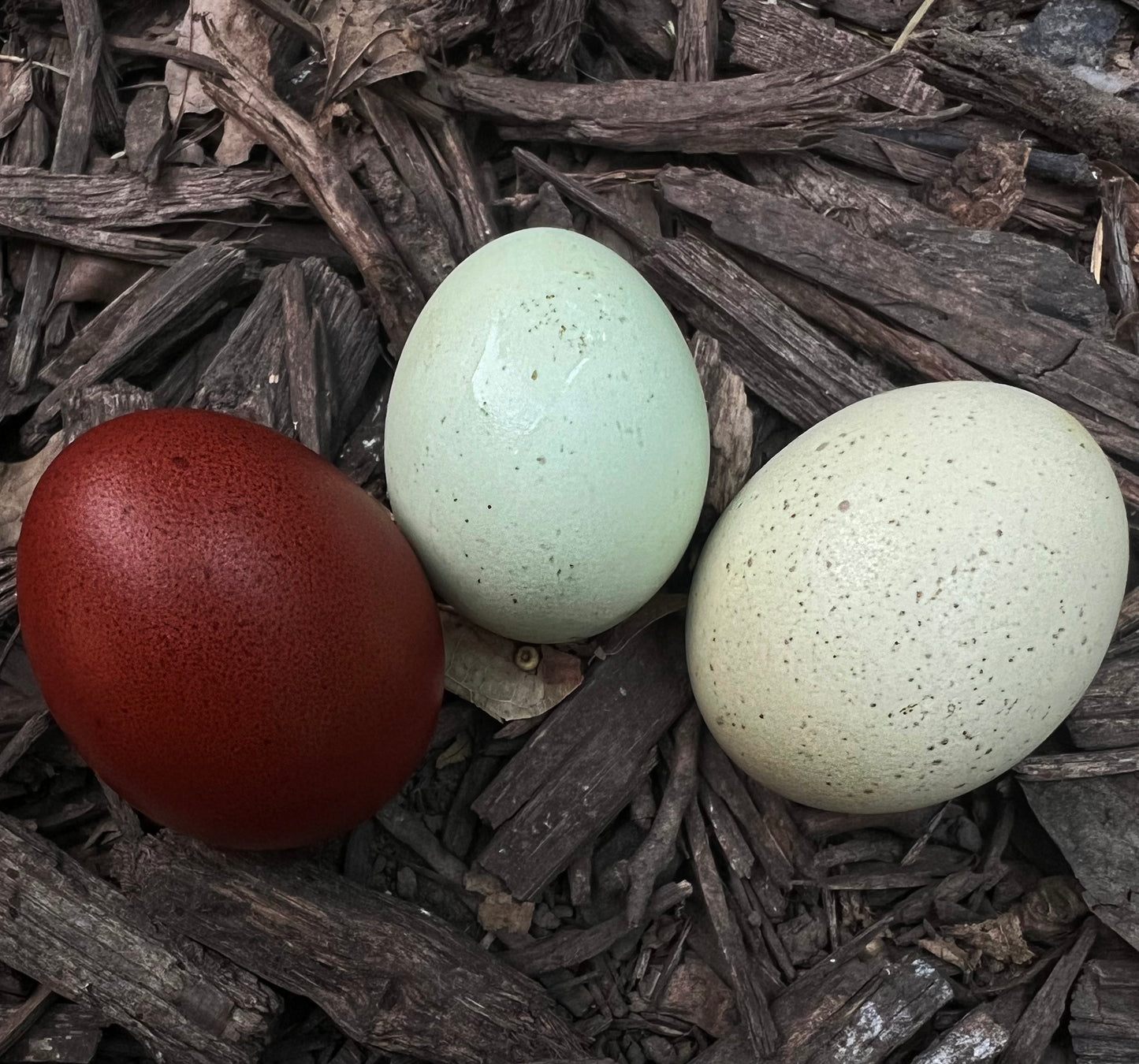 Black Copper Marans Hatching Eggs