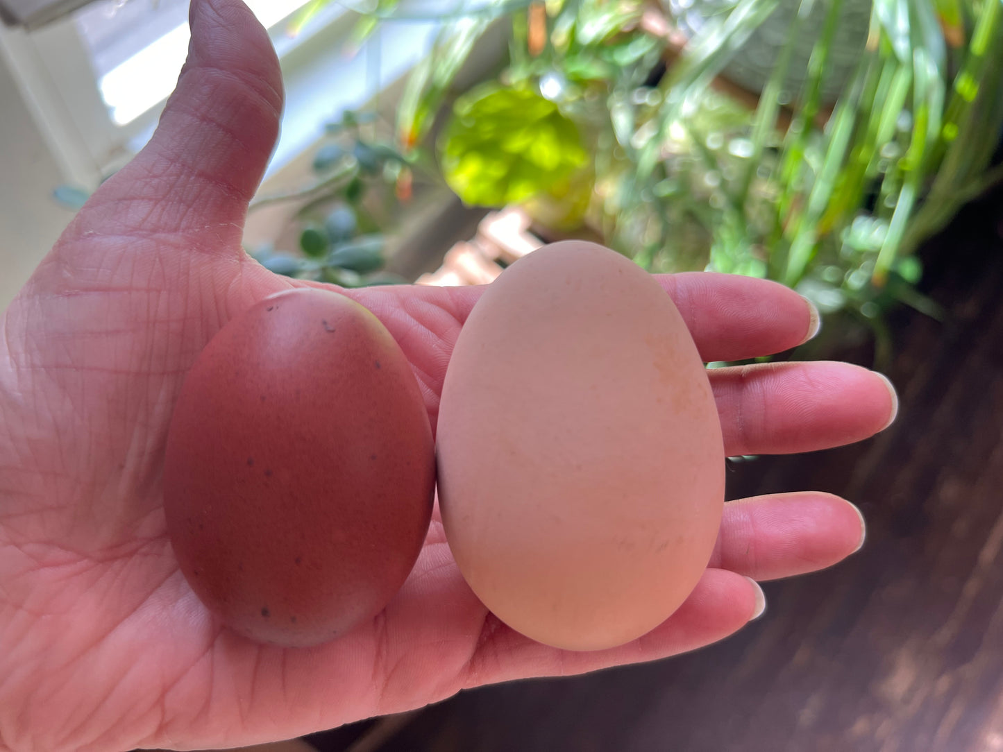 Lemon Cuckoo Niederrheiner Hatching Eggs