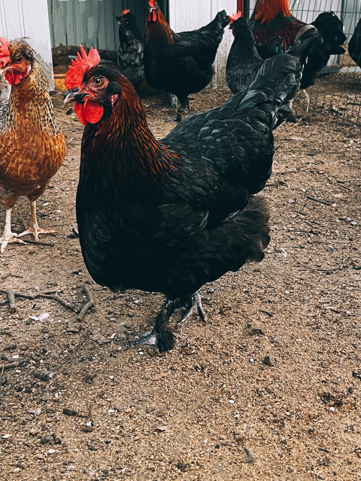 Black Copper Marans Chicks