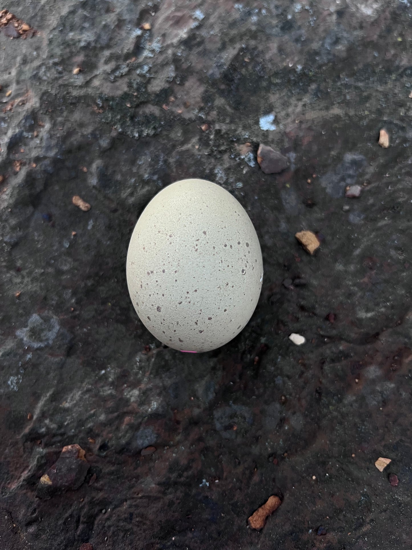 Silverudd Hatching Eggs