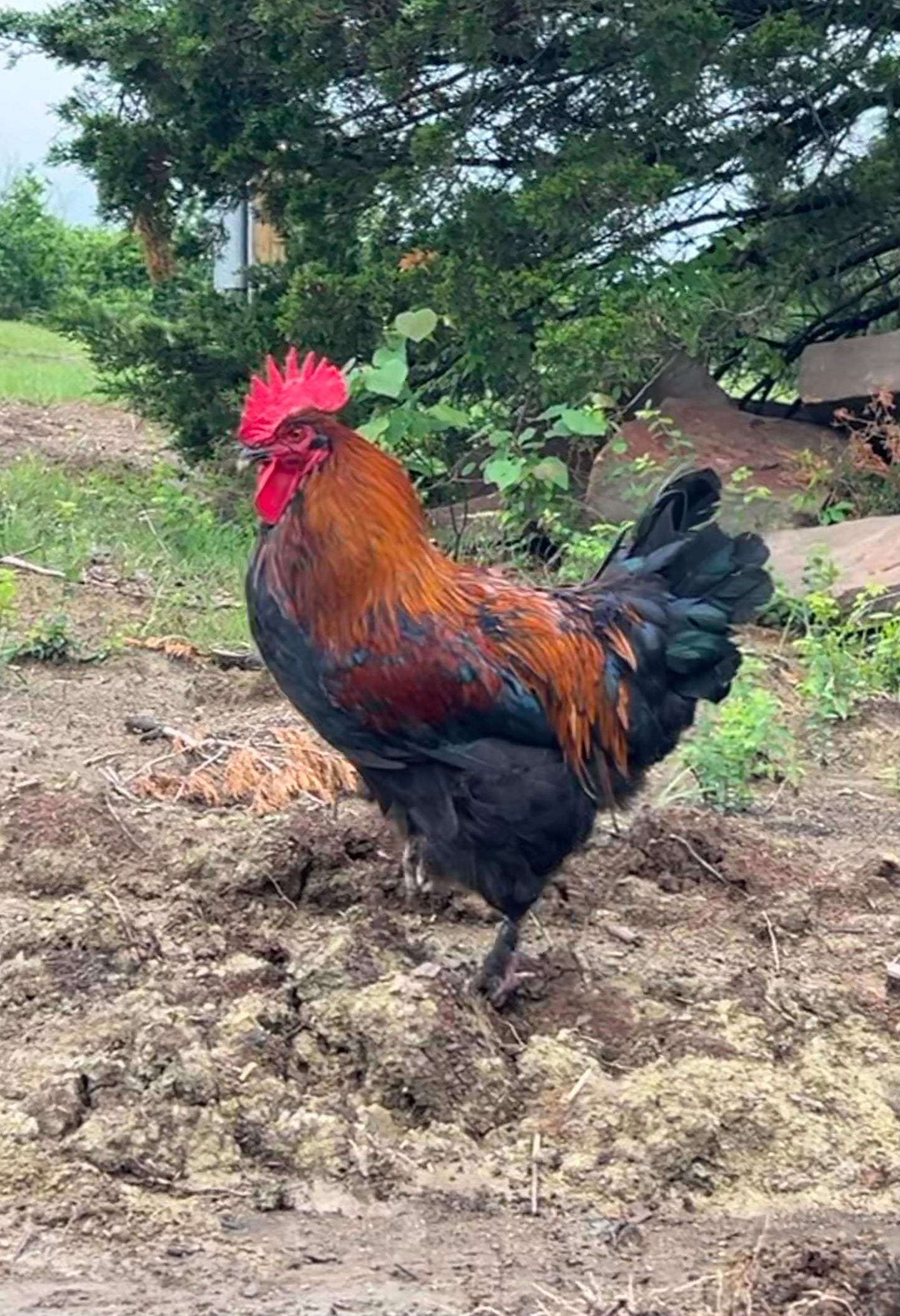 Black Copper Marans Hatching Eggs