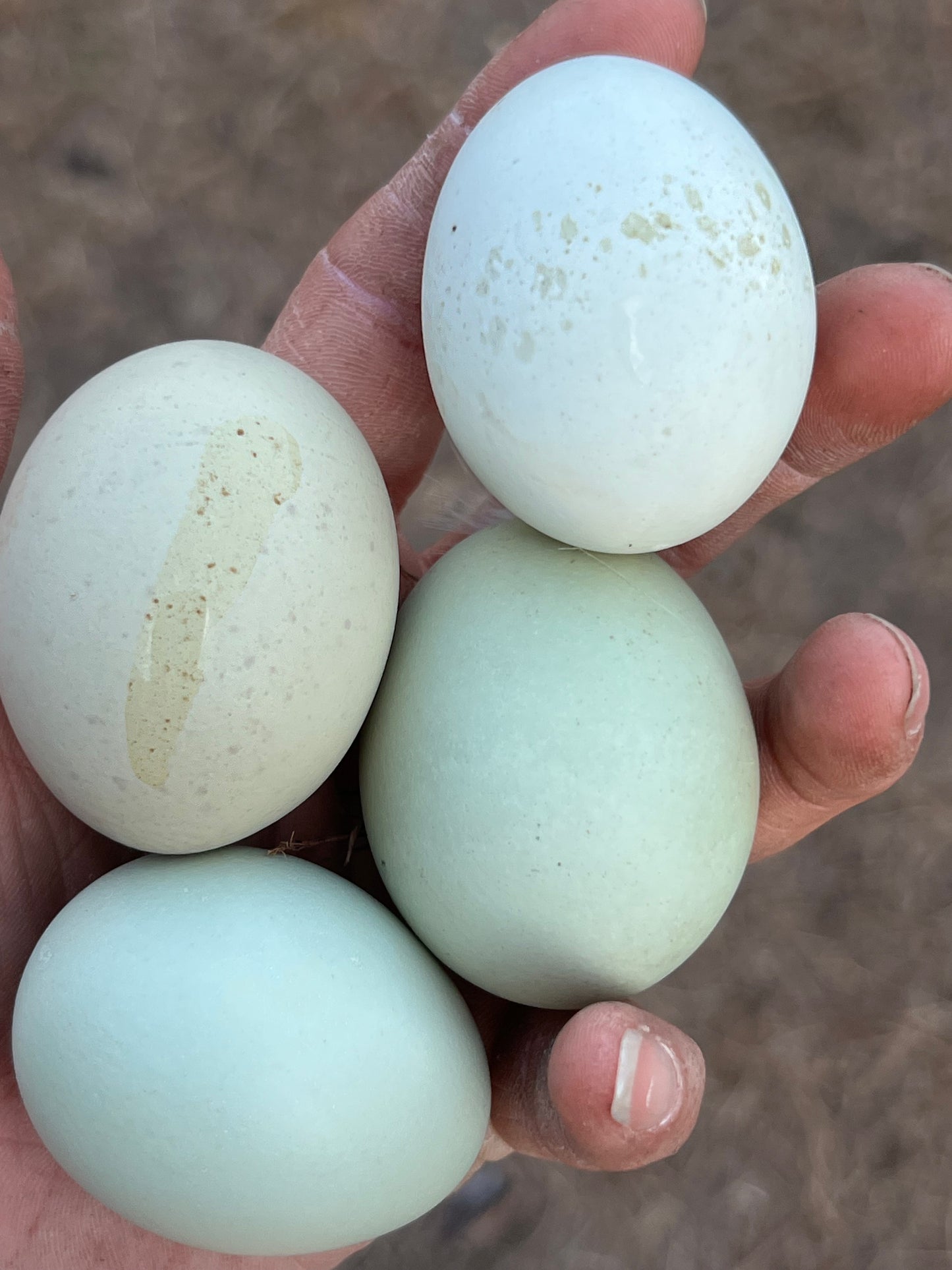 Silverudd Hatching Eggs