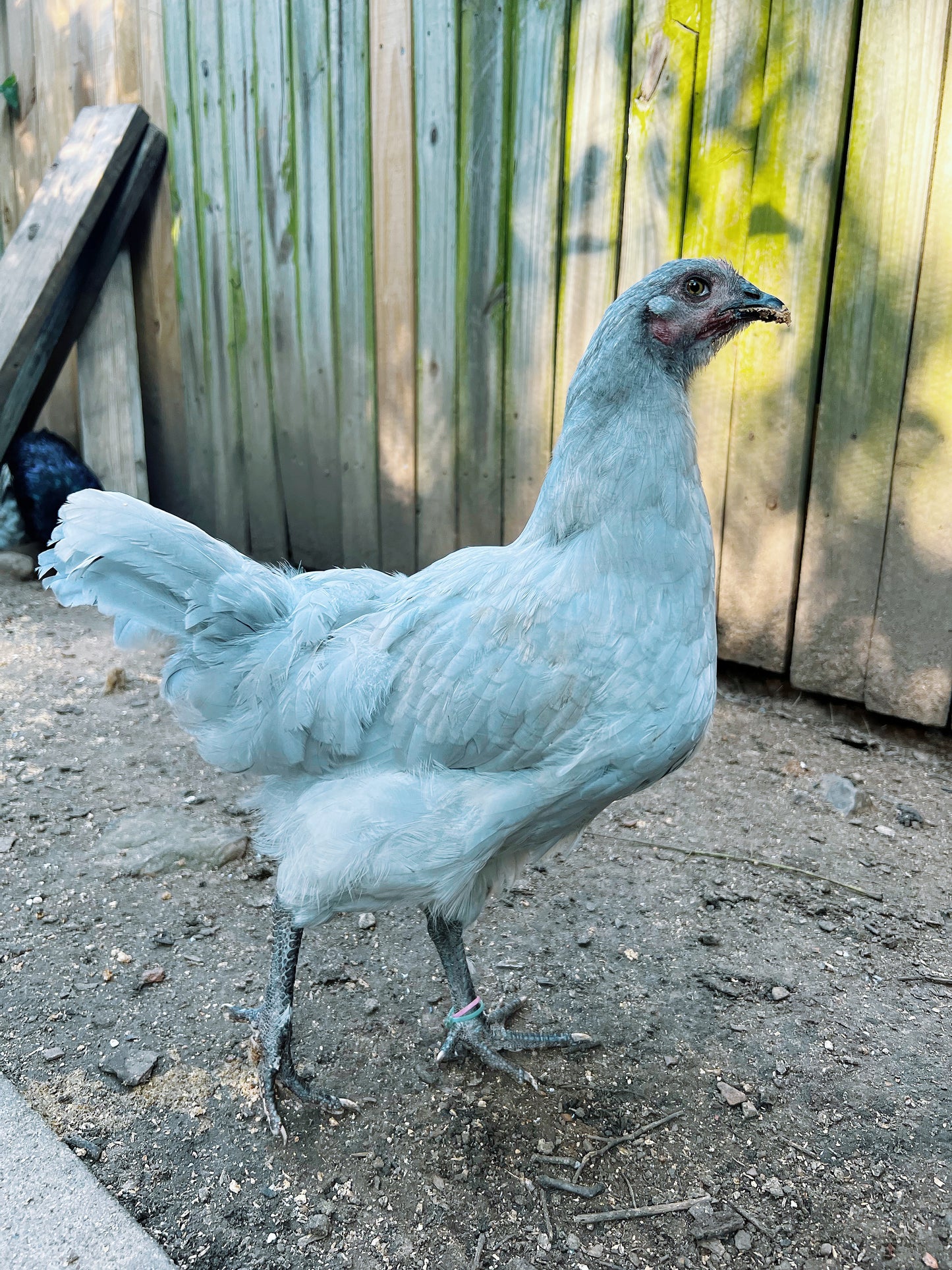 Lavender Birchen Marans Hatching Eggs
