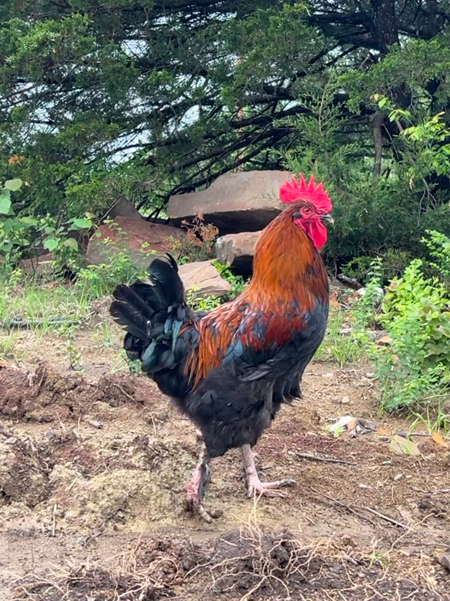 Black Copper Marans Hatching Eggs