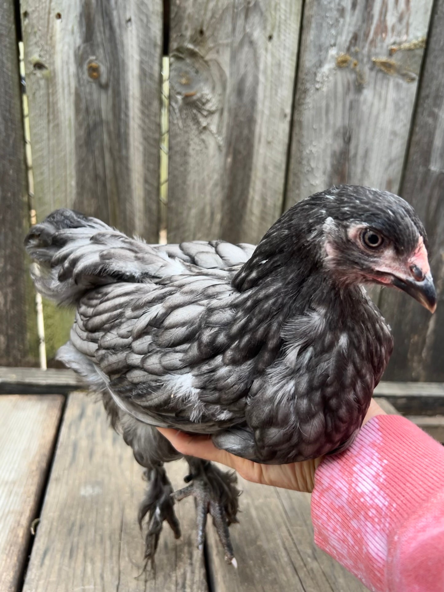 Bianca~ The Original Hatching Eggs