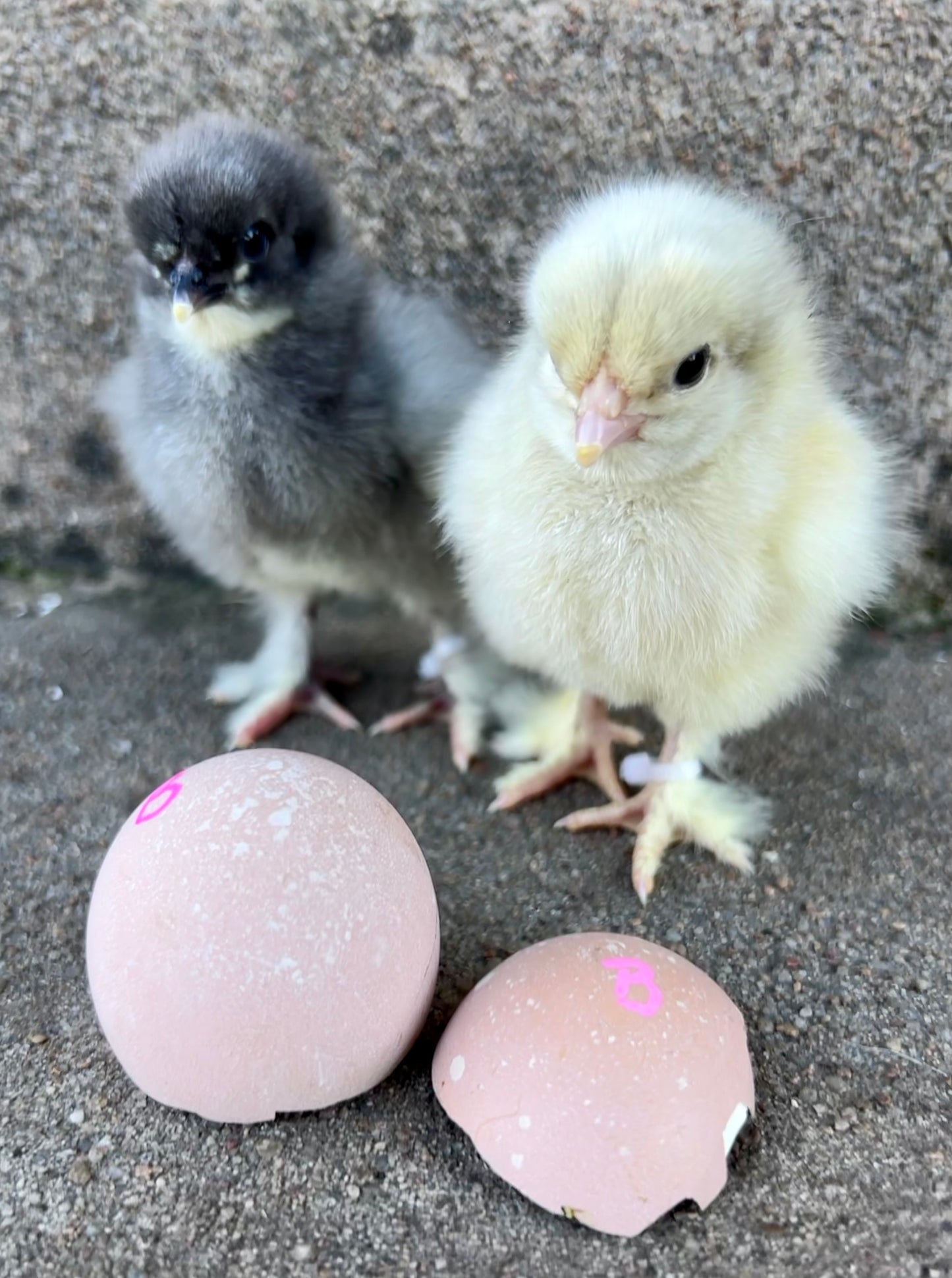 SURPRISE Rainbow 🌈 Hatching Eggs
