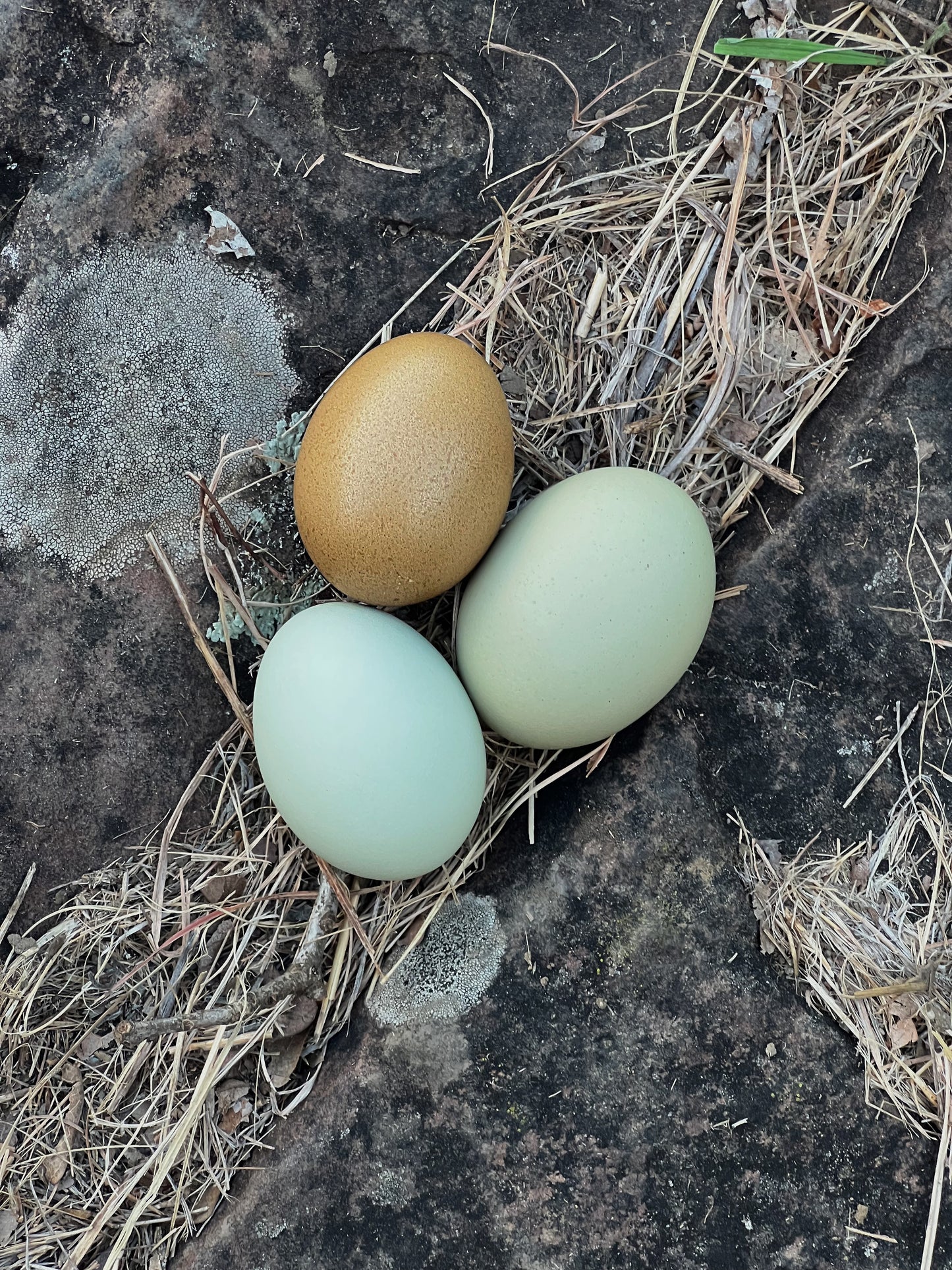 Create your own Dozen