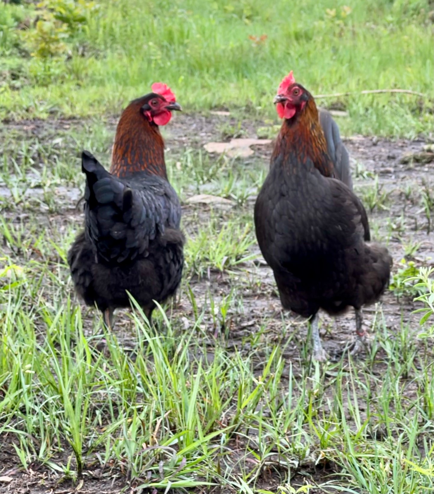 Black Copper Marans Hatching Eggs
