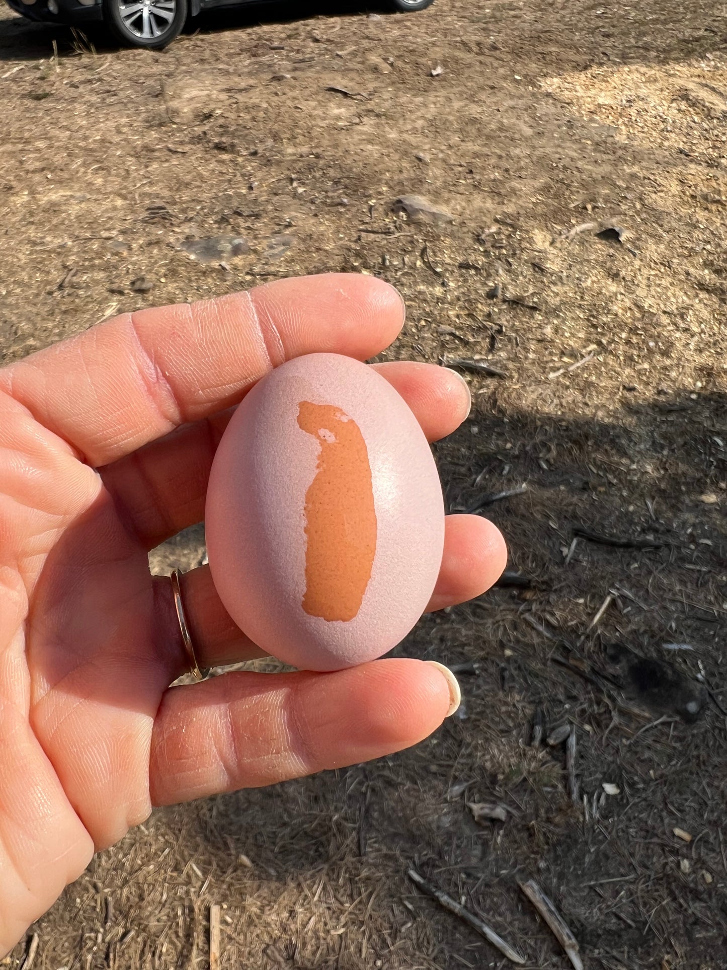 Lavender Birchen Marans Hatching Eggs