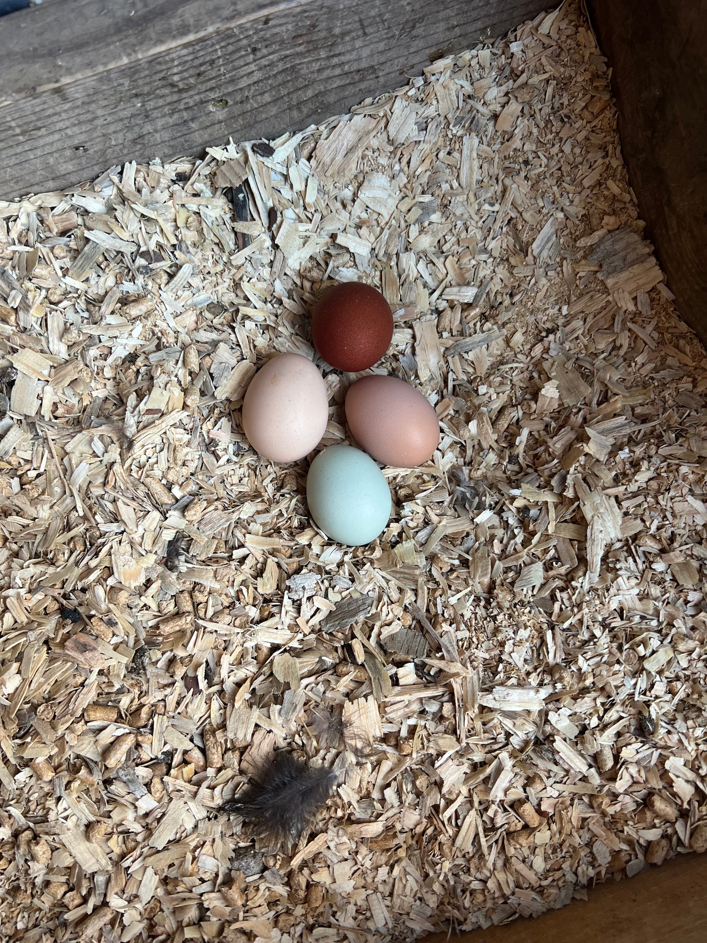 Black Copper Marans Chicks